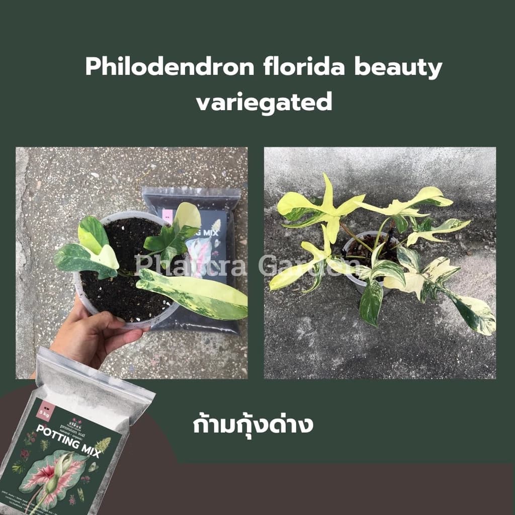 ດິນປູກຕົ້ນໄມ້, ດິນພ້ອມປູກ, ສົ່ງຟຣີ ຄຸນນະພາບດີ (5kg), ດິນ 420, ສາມາດປູກພືດທຸກຊະນິດ, ສະໝຸນໄພ, ດອກ, ຜັກ, ແນວພັນ, ພືດຟອກອາກາດ (Sp-A012) - ภาพที่ 3