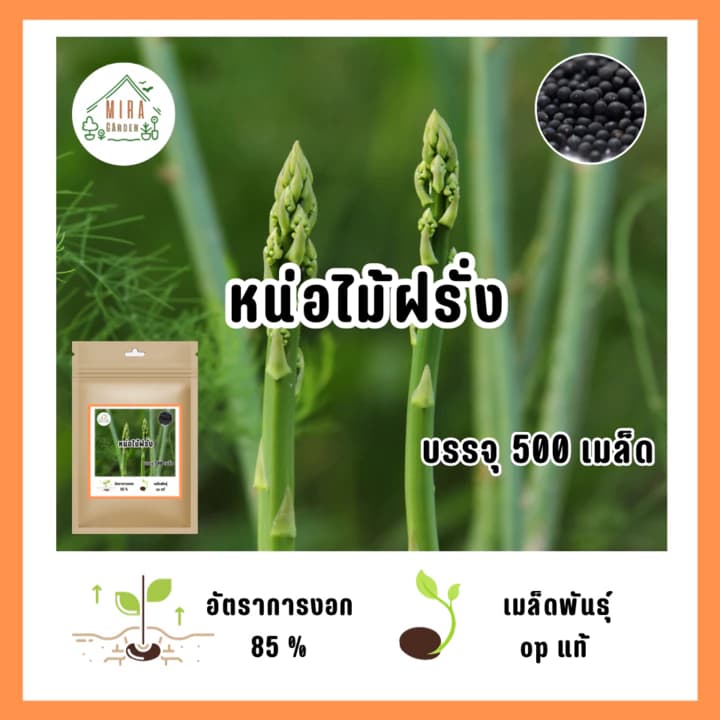 ແກ່ນມະເລັດພັນ ຫນໍ່ໄມ້ຝຣັ່ງ ບັນຈຸ 500ເມັດ (Sp-A012)