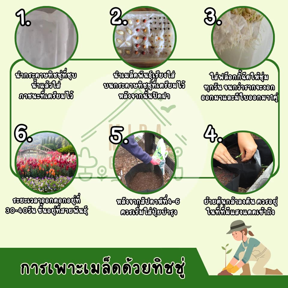 ແກ່ນມະເລັດພັນ ໝາກເຂືອເທດເຊີລີ່ ບັນຈຸ 100ເມັດ (Sp-A012)
